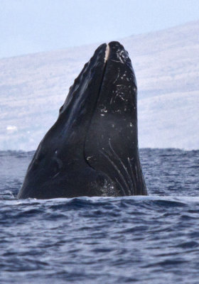 Maui Humpback Whales