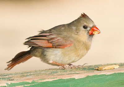 Northern cardinal (juvenile)