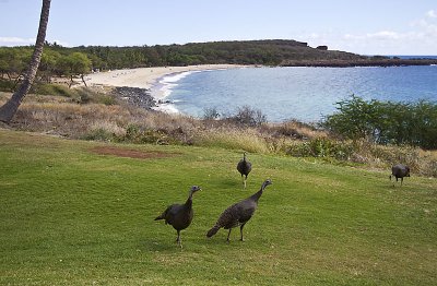 Wild Turkeys at Manele Bay