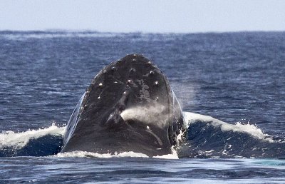Humpback whale blowhole