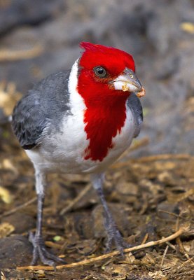 Red-crested cardinal