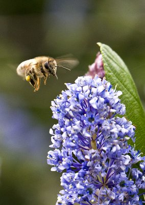 Honey Bee and Wild Lilac
