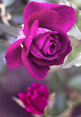 Fragrant Plum rose