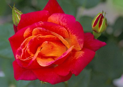 Joseph's Coat rose