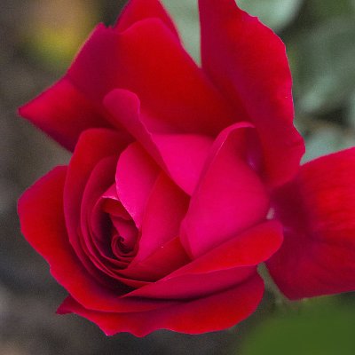 Red Ribbons rose