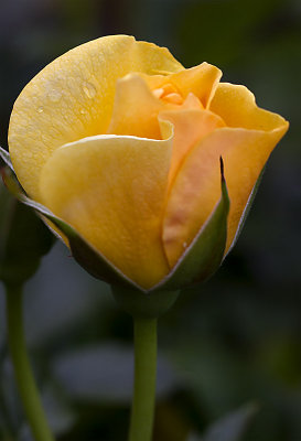 Julia Child rose