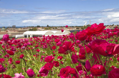 Red Tecolote Ranunculus