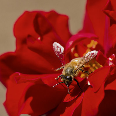 Wild bee on Crimson Bouquet rose