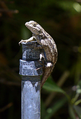 Backyard lizard