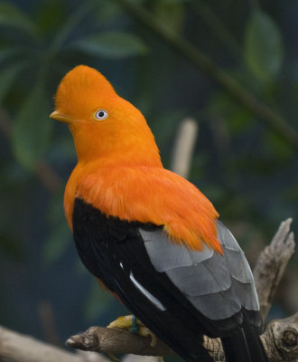 Andean Cock-of-the-Rock (male)