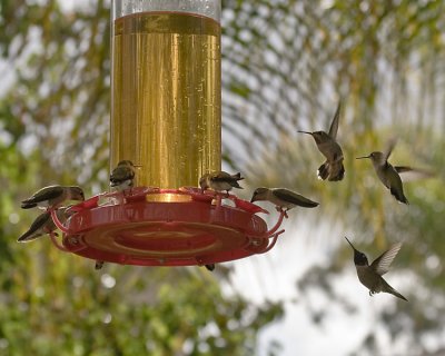 Costa's Hummingbirds