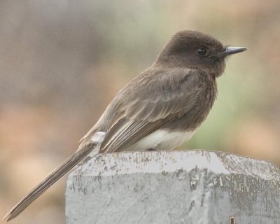 Black Phoebe