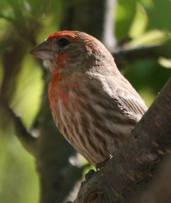 House Finch in Breeding Season (male)