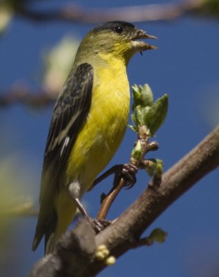 Lesser Goldfinch with thistle