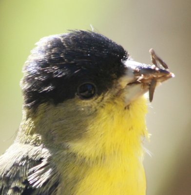 Lesser Goldfinch with Thistle Seed