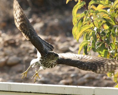 Sharp-shinned Hawk juvenile