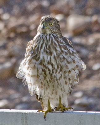 Sharp-shinned Hawk juvenile in training feathers