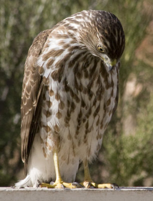 Sharp-shinned Hawk (juvenile)