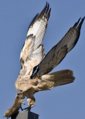 Hawk With Prey