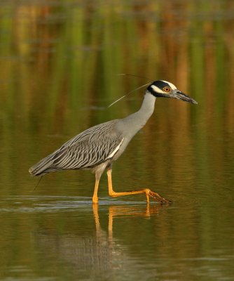 Herons and Allies