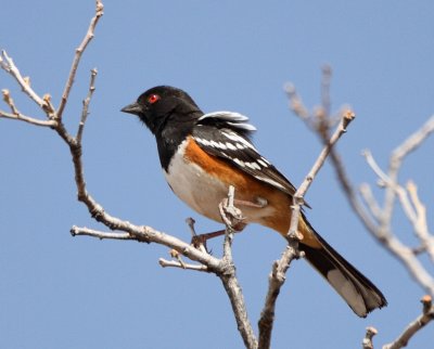 Spotted Towhee