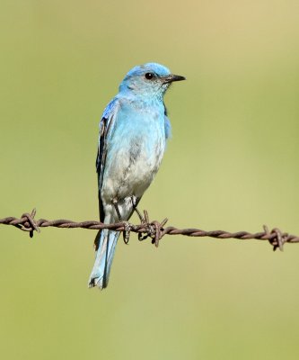 46. Mountain Bluebird