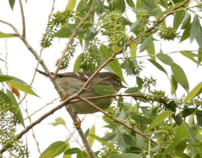 Blackpoll Warbler (female)