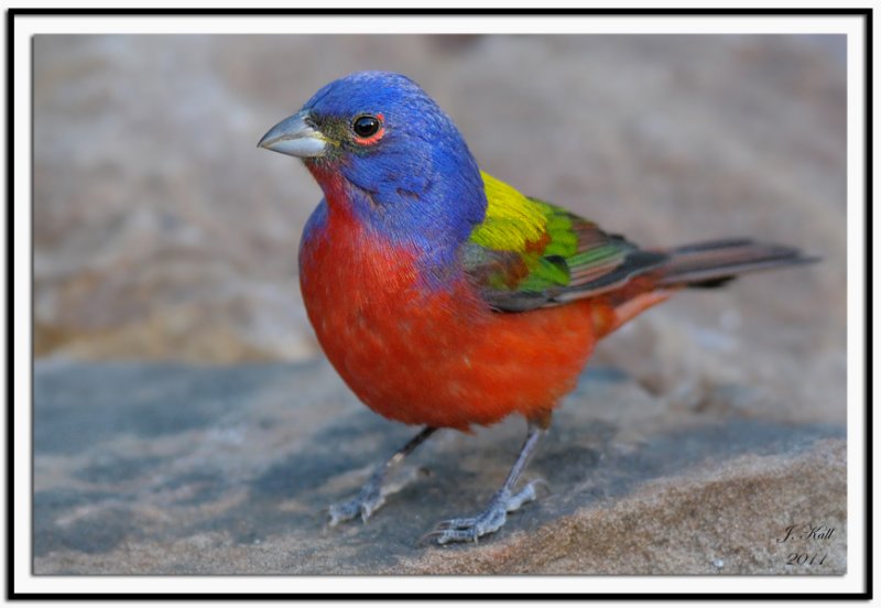 Painted Bunting