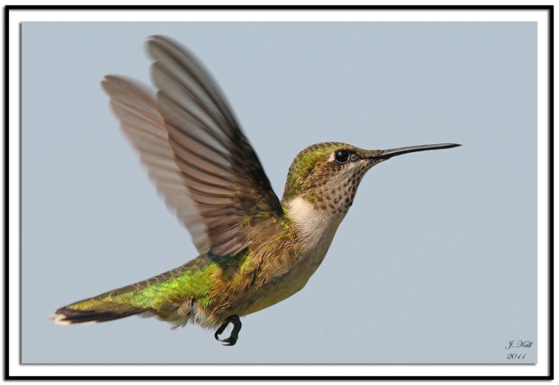 Ruby-throated Hummingbird