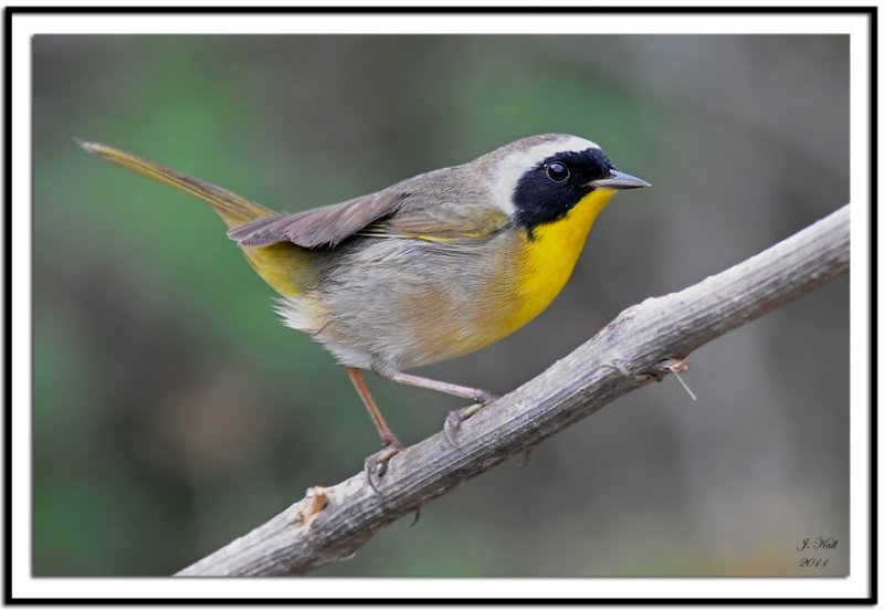 Common Yellowthroat