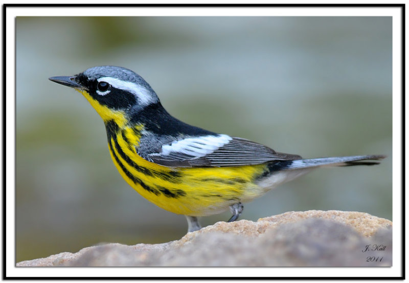 Magnolia Warbler