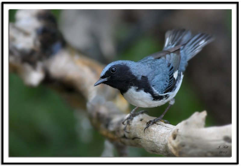 Black-throated Blue Warbler