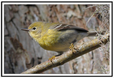 Pine Warbler