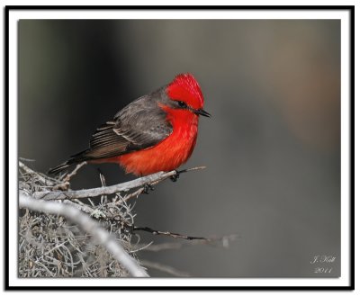 Vermilion Flycatcher