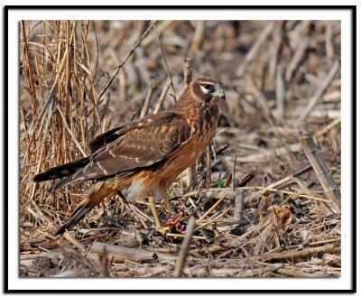 Northern Harrier