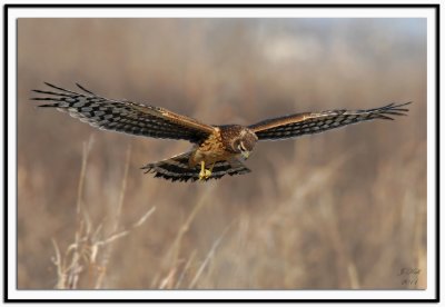 Northern Harrier