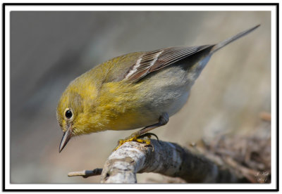 Pine Warbler