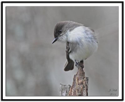 Eastern Phoebe