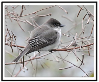 Eastern Phoebe