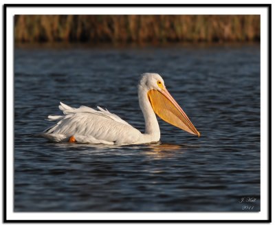 American White Pelican