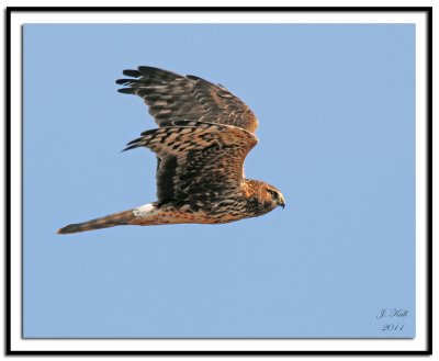 Northern Harrier