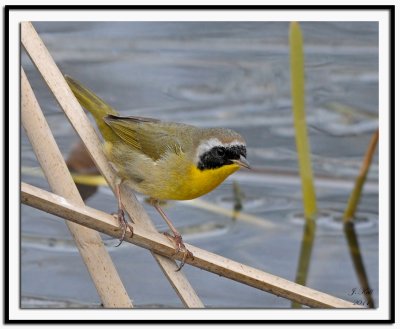 Common Yellowthroat