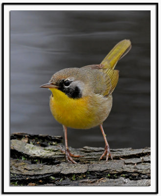 Common Yellowthroat