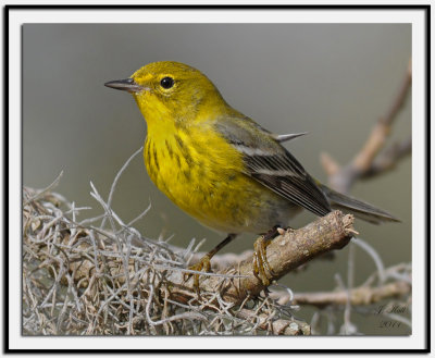 Pine Warbler