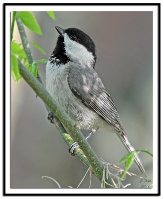 Carolina Chickadee