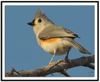 Tufted Titmouse