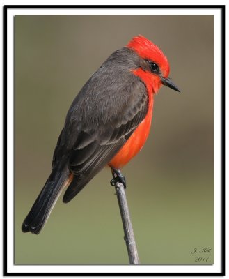 Vermilion Flycatcher