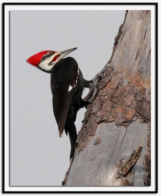 Pileated Woodpecker