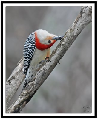 Red Bellied Woodpecker