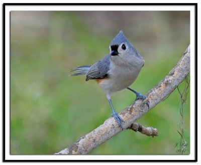 Tufted Titmouse